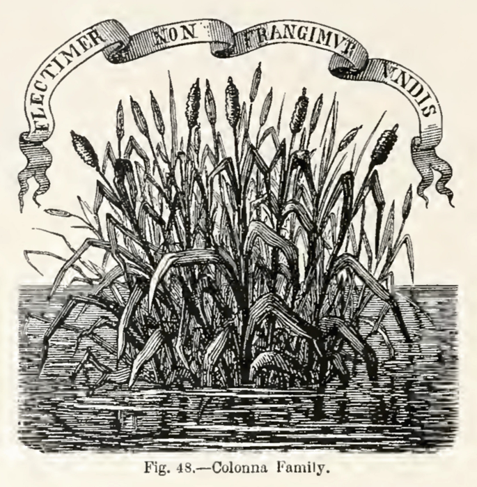 An illustration of tall reeds in a body of water below a banner with text in a foreign language. A label that reads Colonna, family, is written below.