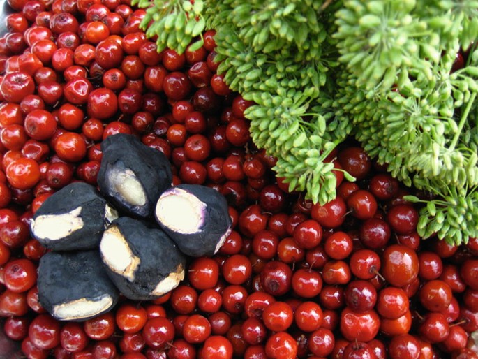 Domestication Of Indigenous Fruit Trees Springerlink