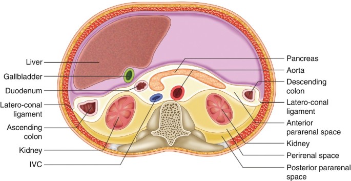 Peritoneum and Retroperitoneum | SpringerLink