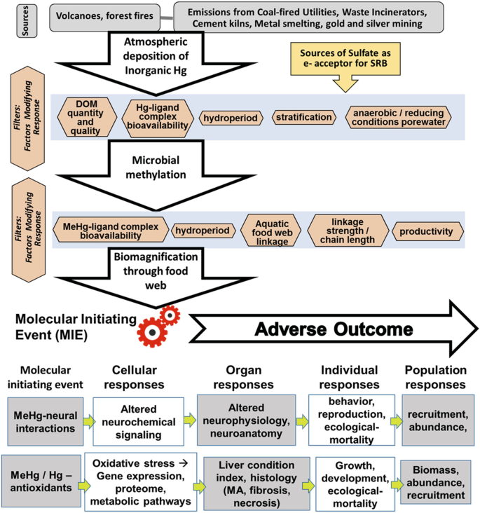 PDF) Health Risk Assessment Attributed to Consumption of Fish Contaminated  with Mercury in the Rio Branco Basin, Roraima, , Brazil