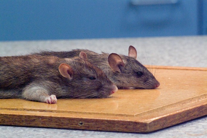 Largest rat king: How 32 rats accidentally tied themselves together
