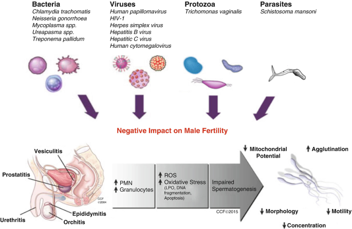 Frontiers  Identification and Functional Assessment of the First Placental  Adhesin of Treponema pallidum That May Play Critical Role in Congenital  Syphilis