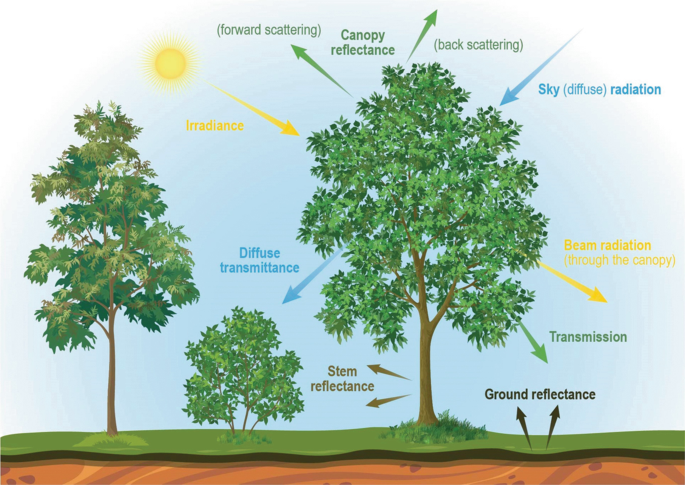 Plant functional traits and types: Their relevance for a better