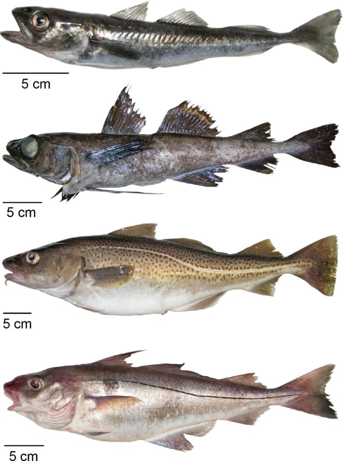 Codfish Fish Facts  Gadus spp. - A-Z Animals