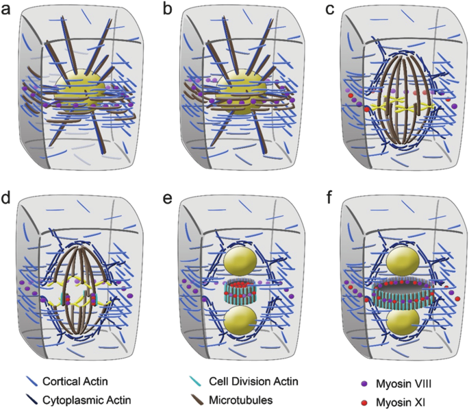 The Actomyosin System in Plant Cell Division: Lessons Learned from  Microscopy and Pharmacology | Springer Nature Link