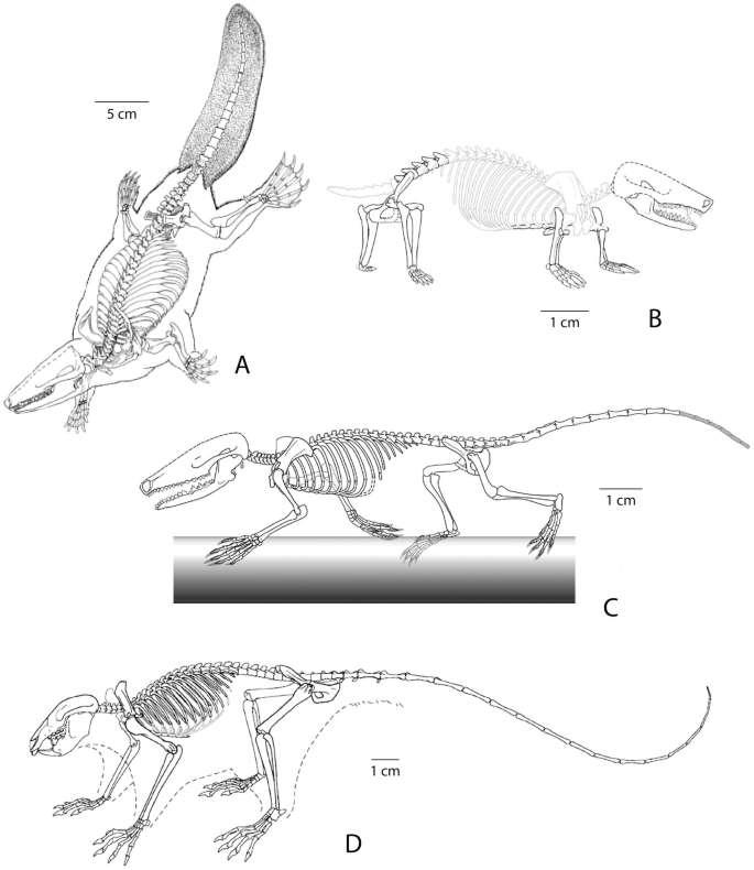 Deinocheirus - Therizinosaur or hadrosaur mimic?Dr. Scott Hartman's  Skeletal Drawing.com