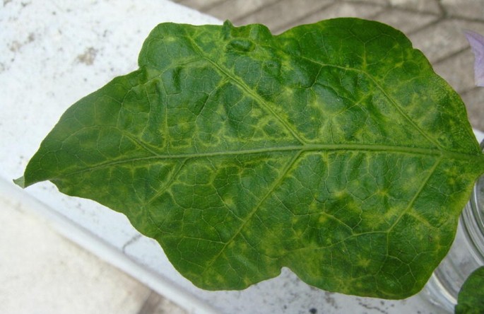 tobacco mosaic virus in brinjal Effected Eggplant Known Stock Photo 1836626458 Tobacco Mosaic Virus & Tomato