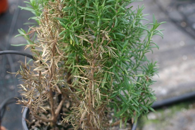 Diseases of Rosemary | Springer Nature Link