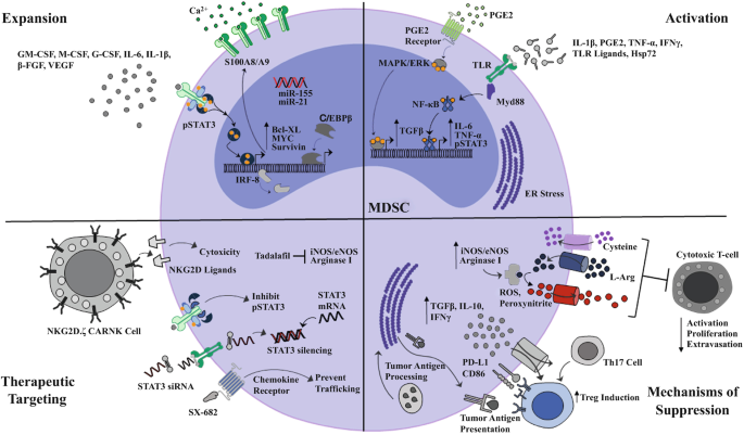 Polyamines from myeloid-derived suppressor cells promote Th17 polarization  and disease progression: Molecular Therapy