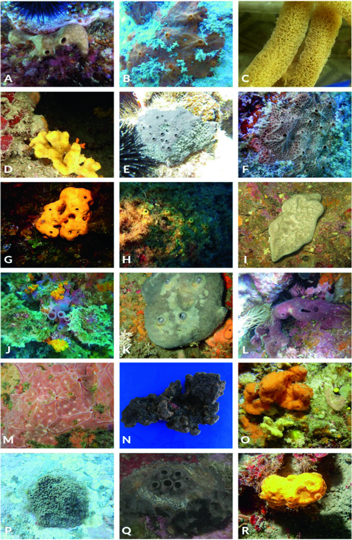 Diversity and Distribution of Marine Sponges (Porifera) from the Western Coast of Morocco (South-West Mediterranean Sea) | SpringerLink Diversity and Distribution of Marine Sponges (Porifera) from the Western Coast of Morocco (South-West Mediterranean Sea) | SpringerLink