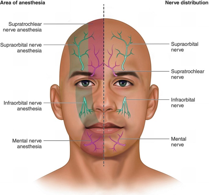 mandibular-nerve-division-and-its-relationship-with-vascular-structures-close  - NYSORA