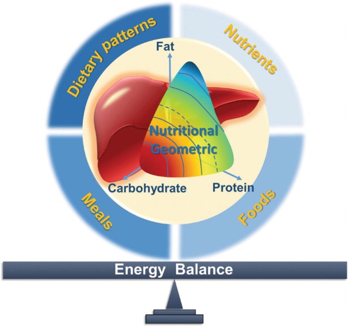 Geometry of Nutrition: Nutrients and NAFLD Progression | SpringerLink