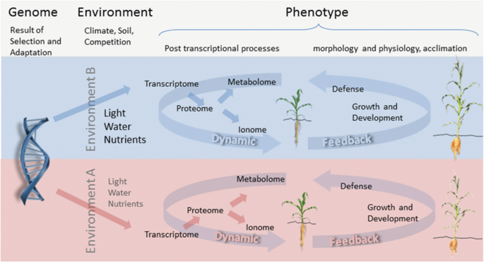 An illustration of the genome's cyclic process. The genome is observed in two types of environments and phenotypes. The phenotypes comprise of dynamic feedback.
