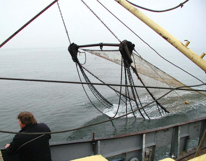 Beam Trawls and Bones: A Reflection on Dutch Fisheries