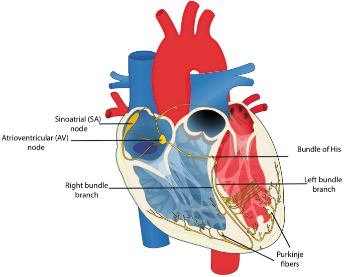 File:Diagram of the human heart (cropped).svg - Wikimedia Commons