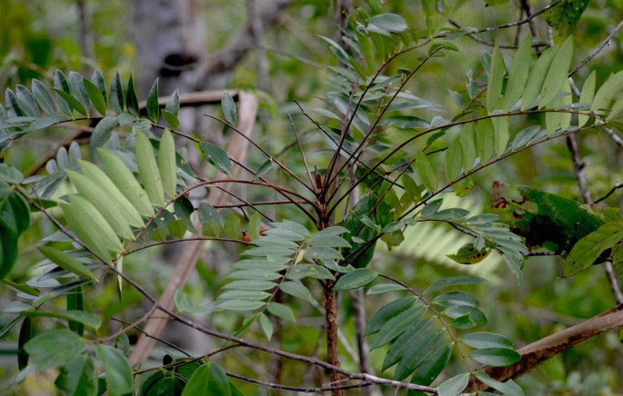 Eurycoma longifolia Jack Simaroubaceae | Springer Nature Link