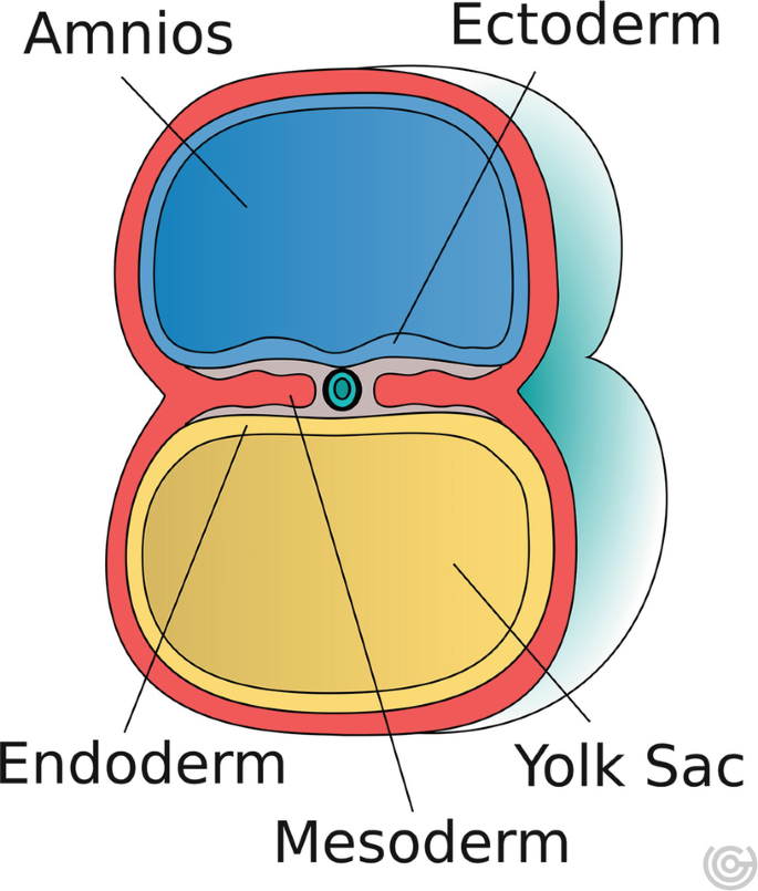 Embryology and Development of the Liver | SpringerLink