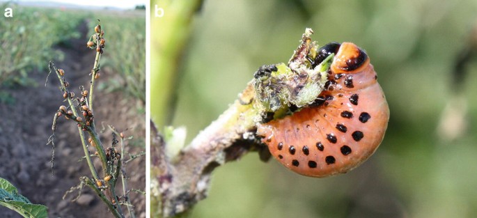 Maggots (fly larvae) - Northwest Potato Research Consortium