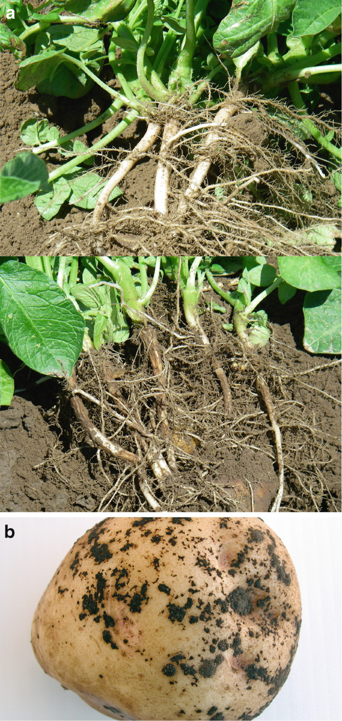 Disease Management | Springer Nature Link