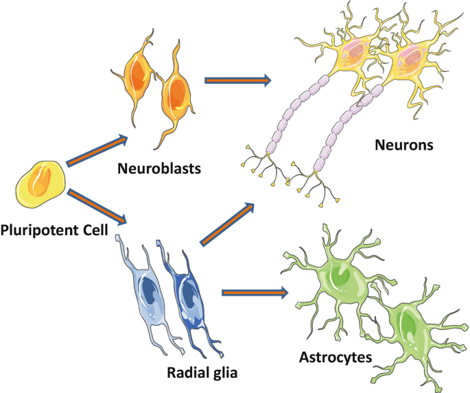 Astrocytes and Development of Neuroendocrine Circuits | SpringerLink