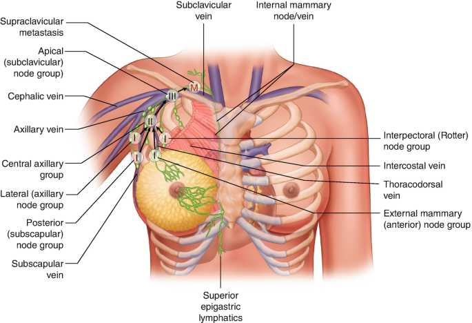 Topographic Anatomical Relationships of the Breast, Chest Wall