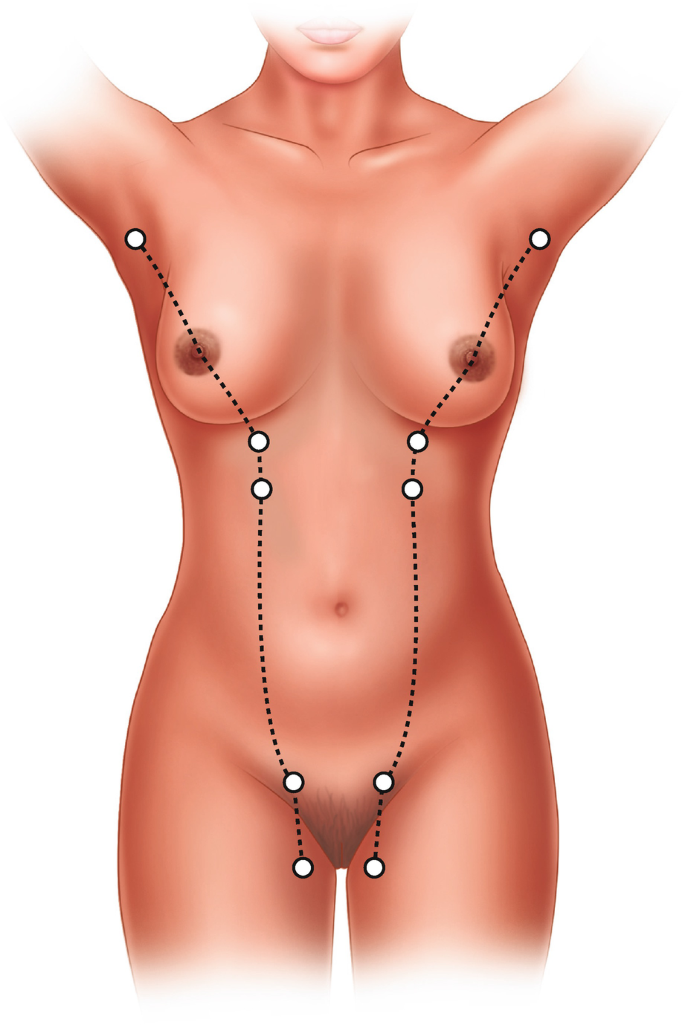 Human Lactation Female Breast Anatomy Model Chest Breast Anatomy