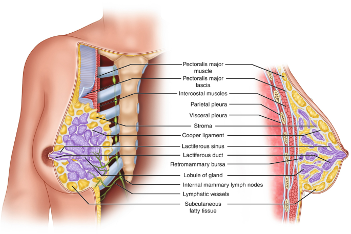 Topographic Anatomical Relationships of the Breast, Chest Wall, Axilla, and  Related Sites of Metastases