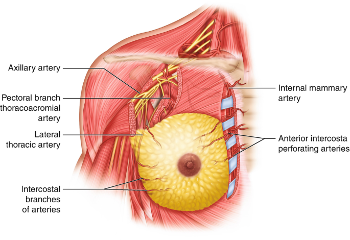 Topographic Anatomical Relationships of the Breast, Chest Wall