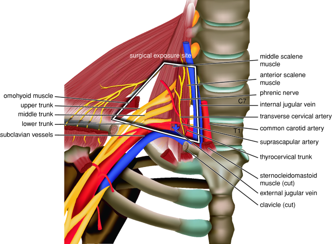 Brachial veins - Wikipedia