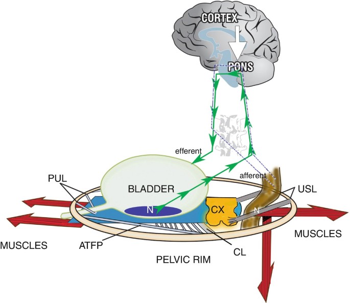 The Pelvic Floor Neurocontrol And Functional Concepts Springerlink
