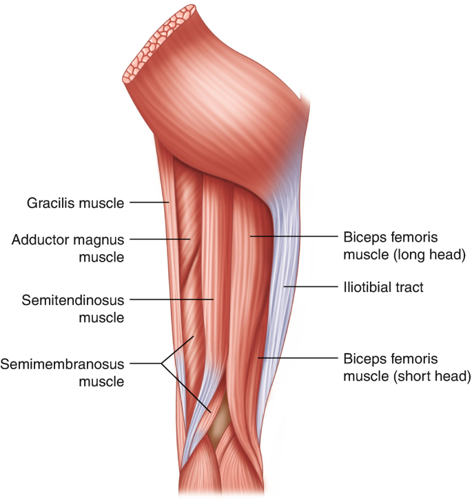 essential anatomy 3 for pc essential anatomy 3 for pc
