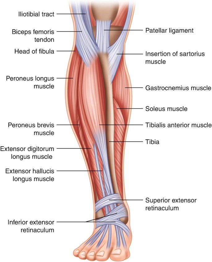 Essential Anatomy of the Lower Extremity