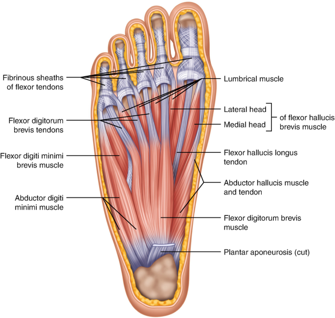 essential anatomy 3 for pc essential anatomy 3 for pc