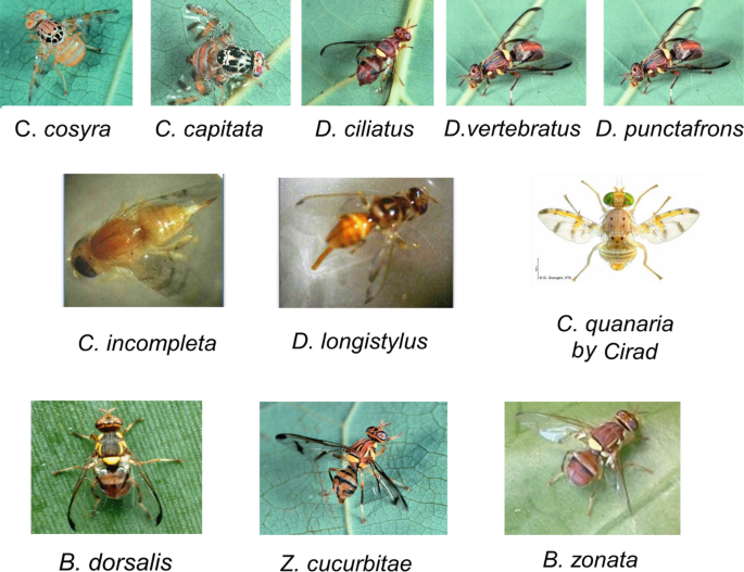 Chronological Review of Fruit Fly Research and Management Practices in  Sudan | SpringerLink