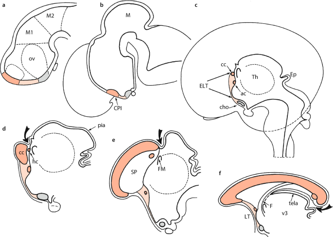 The Cerebral Cortex And Complex Cerebral Functions Springerlink The Cerebral Cortex And Complex Cerebral Functions Springerlink
