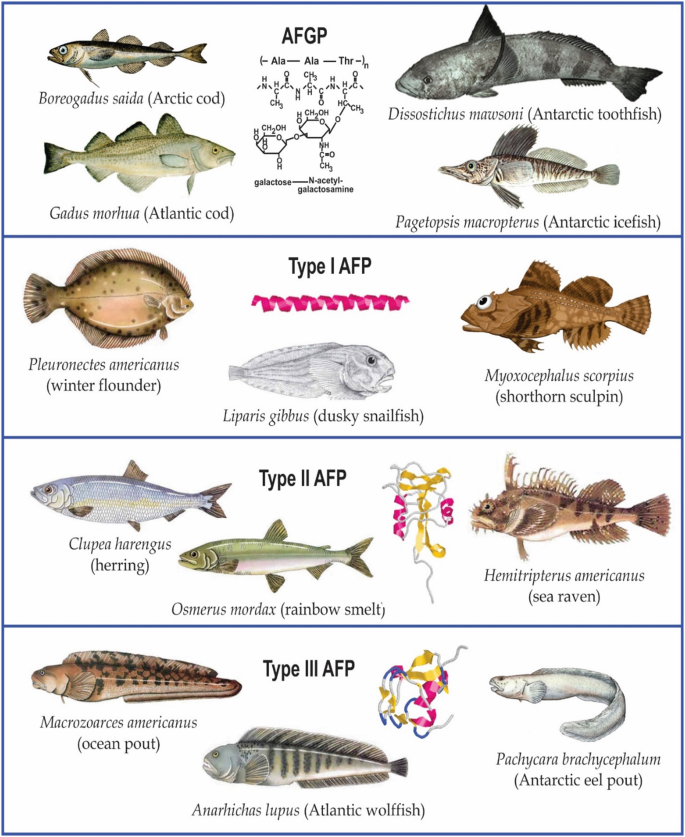 Codfish Fish Facts  Gadus spp. - A-Z Animals