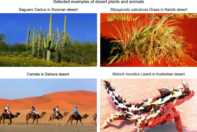 australian desert animals and plants