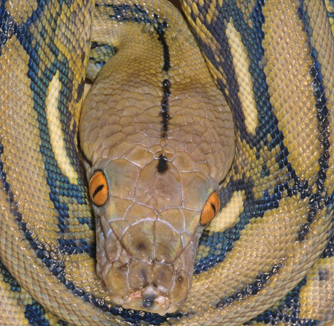 Snake catcher dies as python bites him : The Tribune India