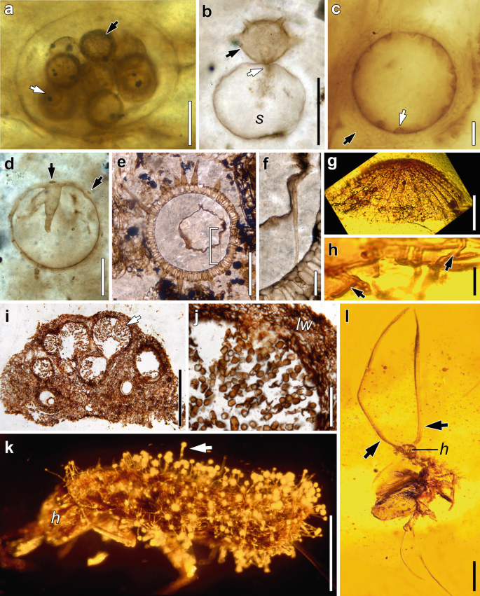 Fungi as Parasites: A Conspectus of the Fossil Record | SpringerLink Fungi as Parasites: A Conspectus of the Fossil Record | SpringerLink