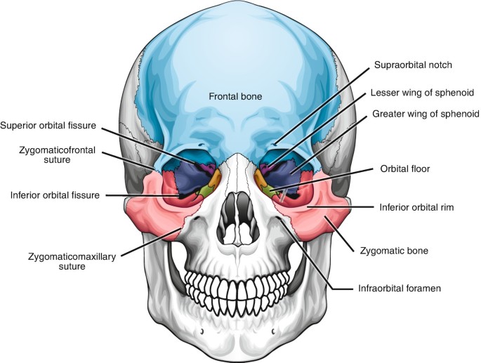 Zygomaticomaxillary Complex Anatomy | SpringerLink