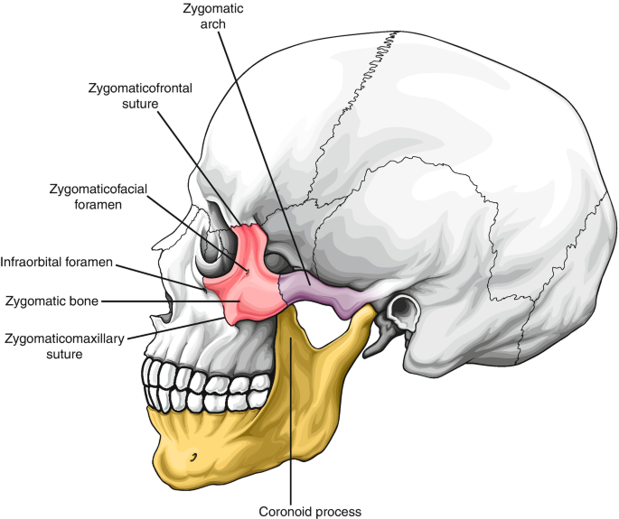 Zygomaticomaxillary Complex Anatomy | SpringerLink