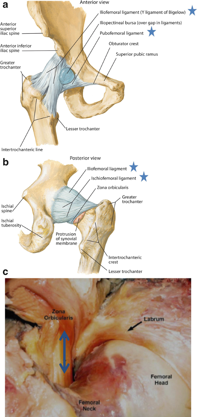 Layered Concept of the Hip and Pelvis | Springer Nature Link (formerly  SpringerLink), image size:685x1446