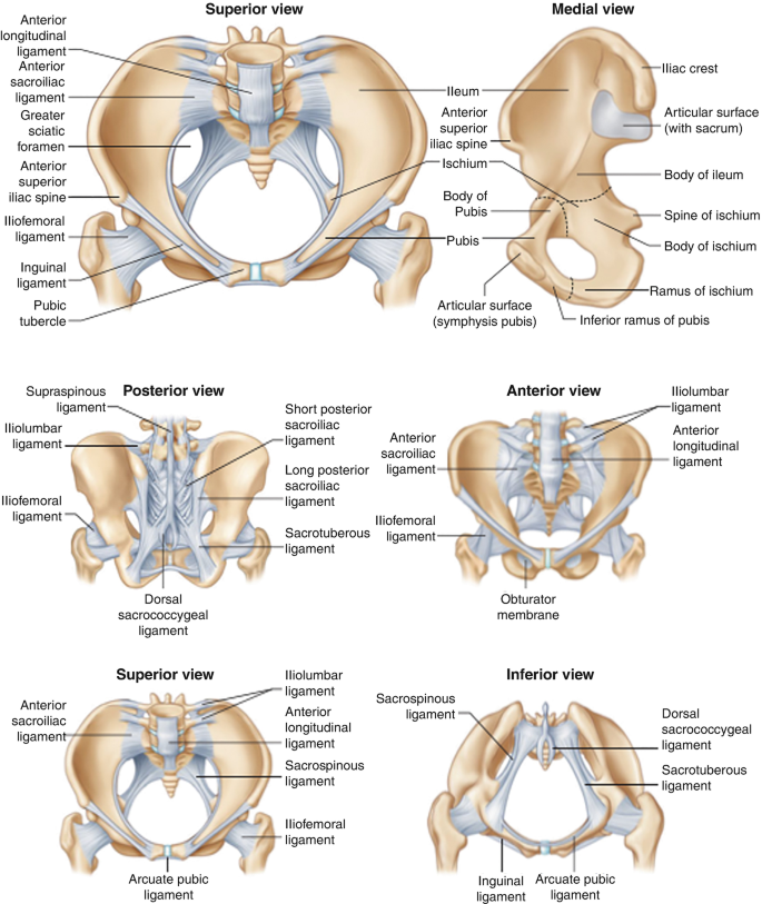 Diagram showing pelvic floor and abdominal changes months after pregnancy