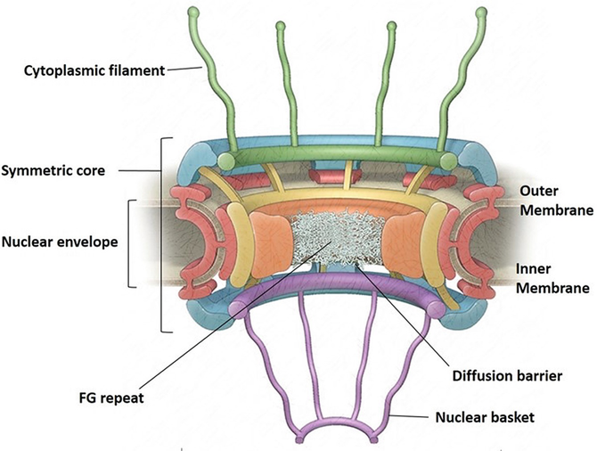 Nuclear Pore: A Bidirectional Transport Machinery | SpringerLink