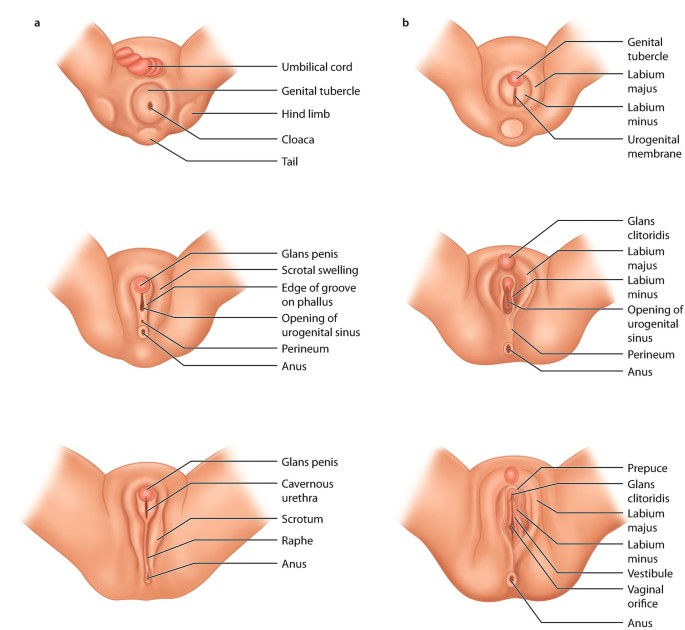 5 Possible Explanations for Vaginal Lumps & Bumps - Century