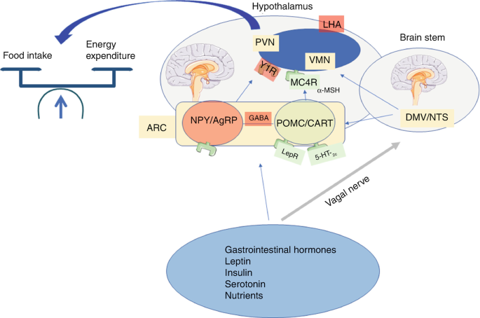 ipamorelin effects on cortisol prolactin hunger Appetite Regulation What is GHK-Cu peptide كريم العين Size:3 Bottles