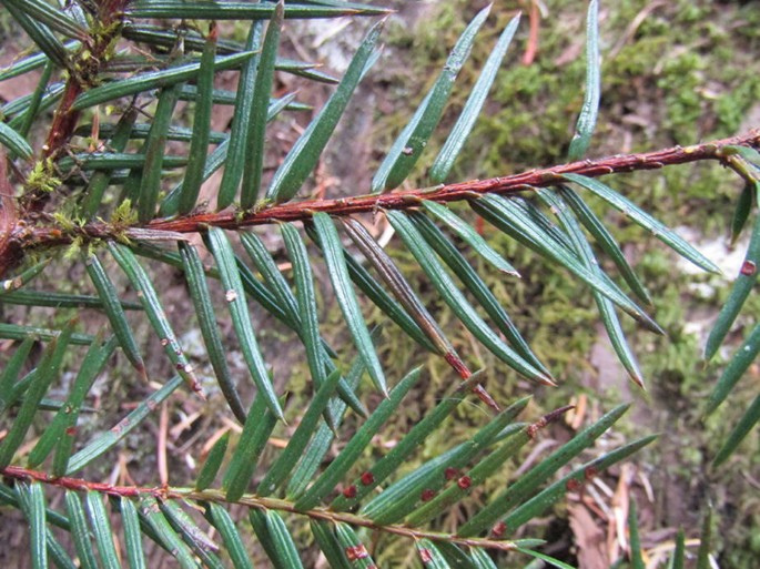 blaudnger fr thuja Purgrn Thuja-Brabant-Dnger 1 kg
