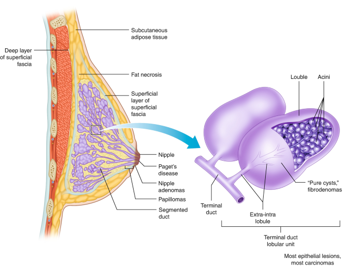 Mammary gland, Structure, Function & Development