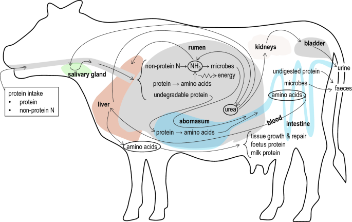 The Ruminant: Life History and Digestive Physiology of a Symbiotic Animal |  SpringerLink