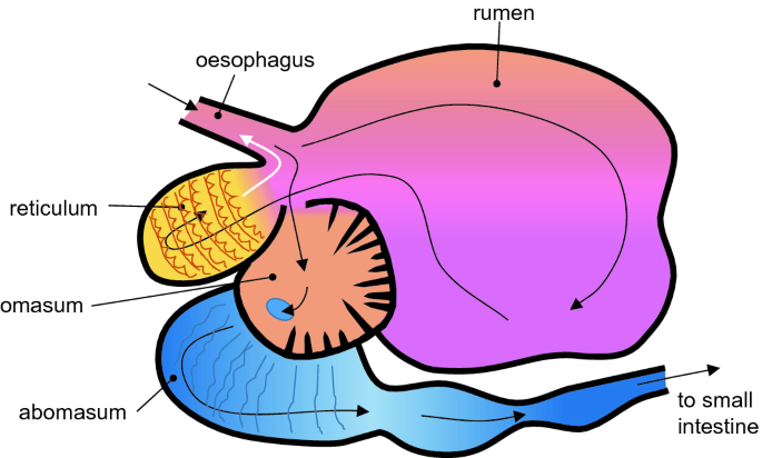 The Ruminant: Life History and Digestive Physiology of a Symbiotic Animal | SpringerLink The Ruminant: Life History and Digestive Physiology of a Symbiotic Animal | SpringerLink